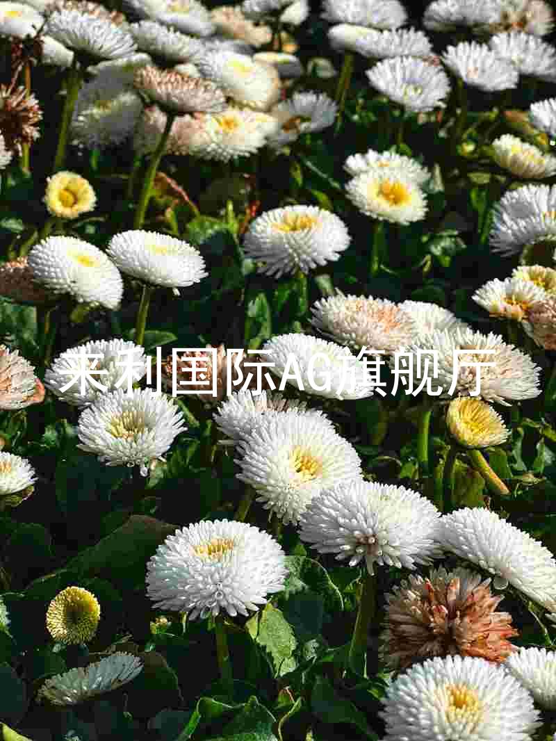 来利国际AG旗舰厅